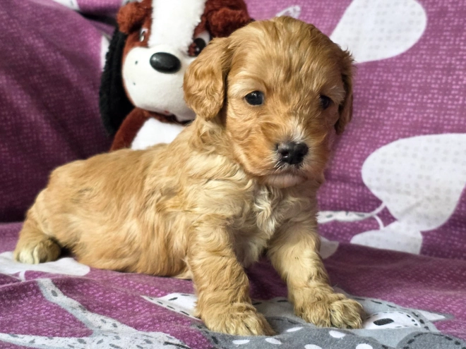 Cavapoo Welpe kaufen