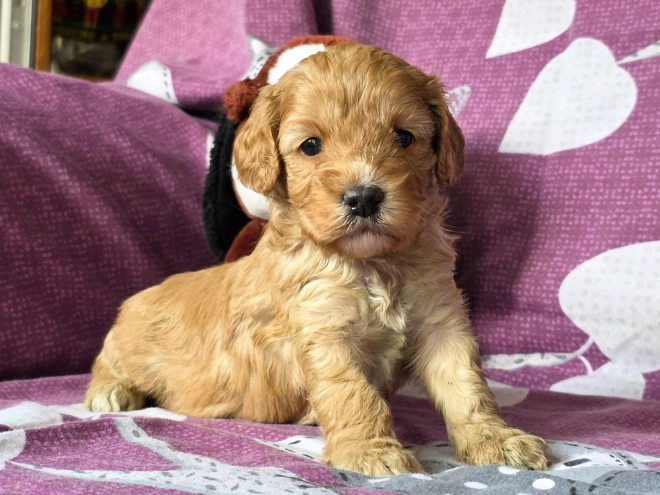 Cavapoo Welpe kaufen
