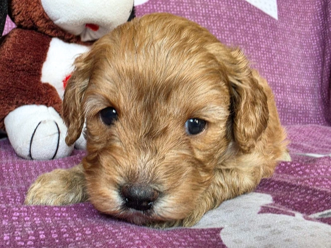 Cavapoo Welpe kaufen