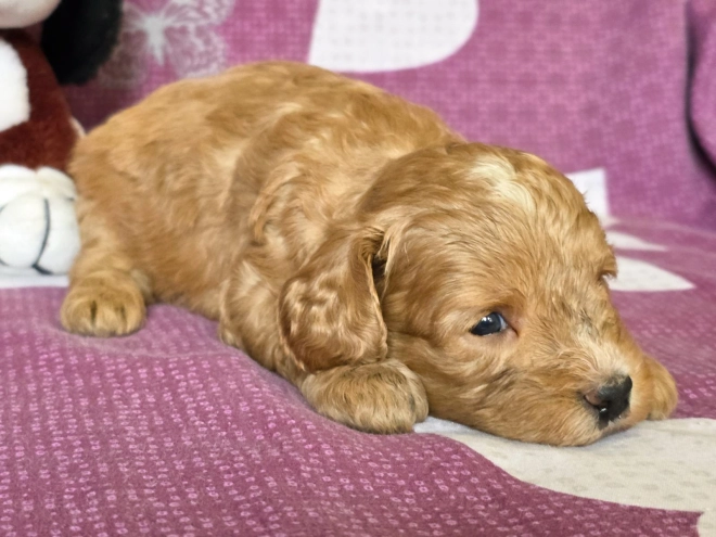 Cavapoo Welpe kaufen