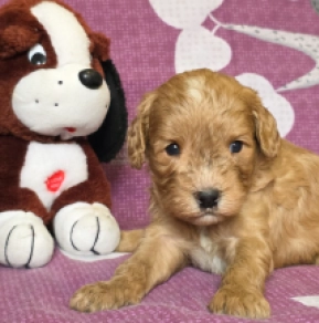 Cavapoo Welpe kaufen