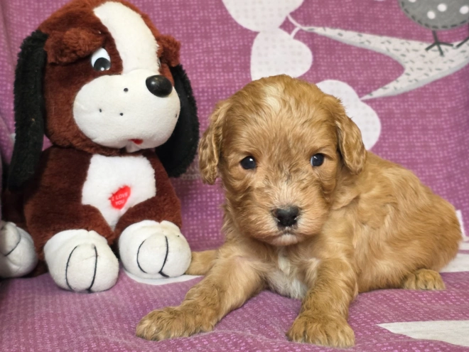 Cavapoo Welpe kaufen
