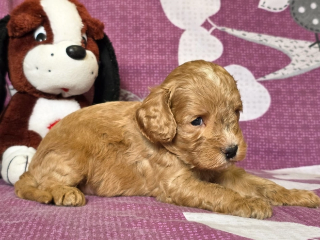 Cavapoo Welpe kaufen
