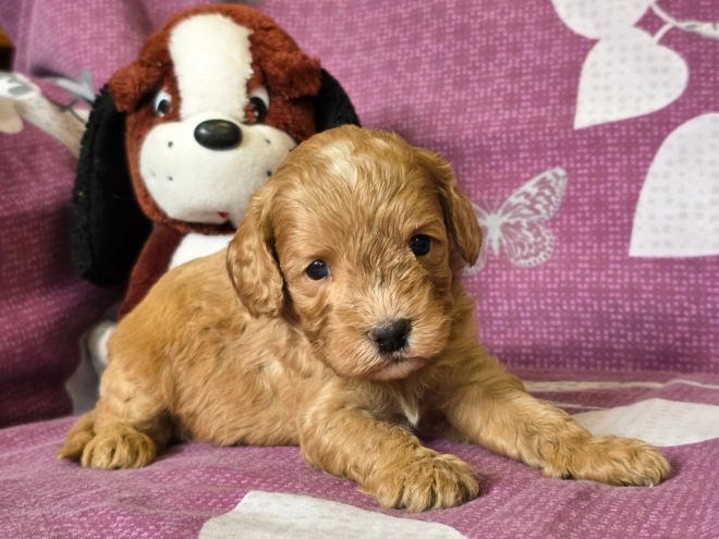 Cavapoo Welpe kaufen