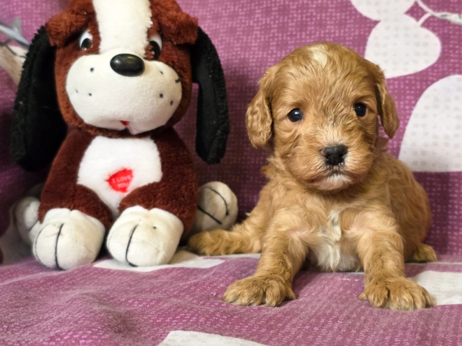 Cavapoo Welpe kaufen