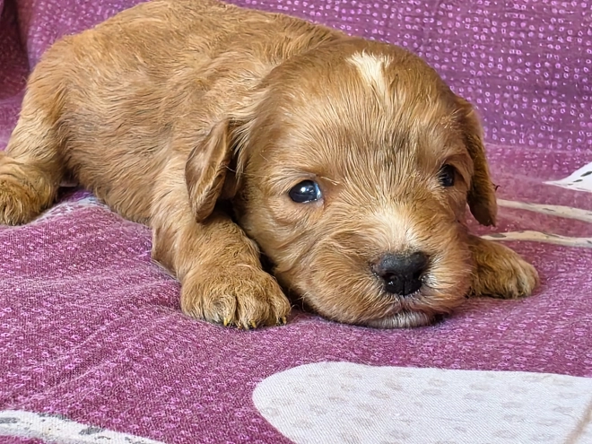 Cavapoo Welpe kaufen