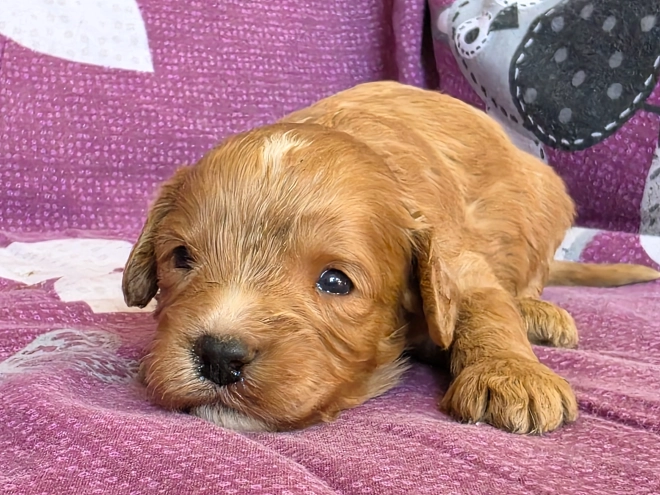 Cavapoo Welpe kaufen