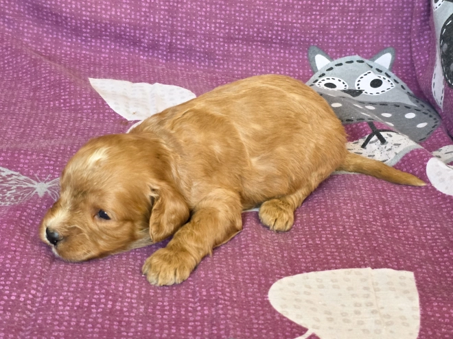 Cavapoo Welpe kaufen