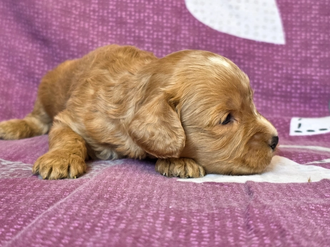 Cavapoo Welpe kaufen