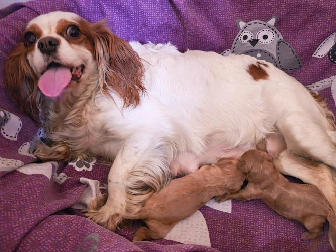 Cavapoo puppy for sale