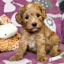 Bob – F1, golden Cavapoo for sale