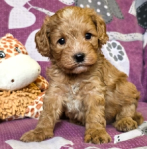 Cavapoo puppy for sale