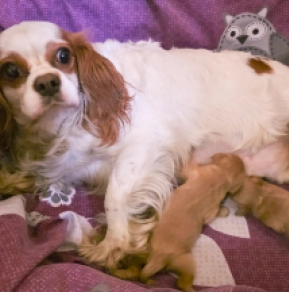 Cavapoo puppy for sale