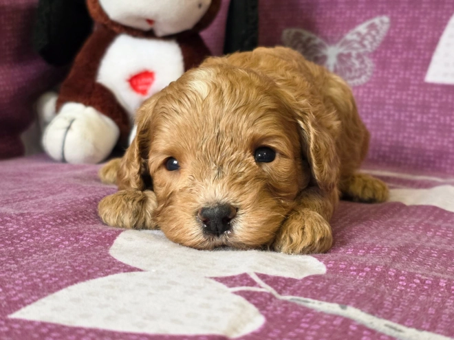 Cavapoo Welpe kaufen