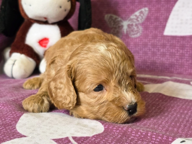 Cavapoo Welpe kaufen