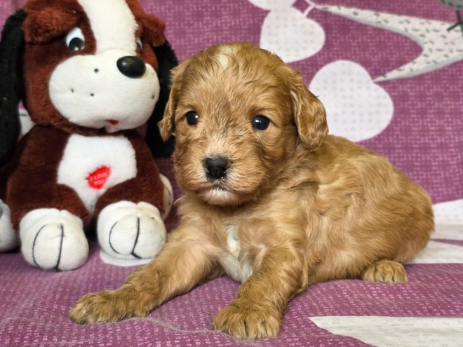 Cavapoo Welpe kaufen