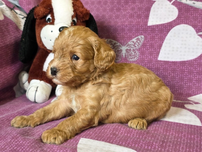 Cavapoo Welpe kaufen