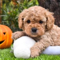 Curly Chelsea – F1b, golden Cavapoo for sale