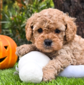 Cavapoo puppy for sale