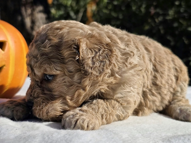 Cavapoo Welpe kaufen