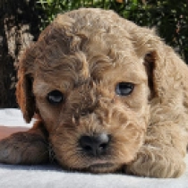 Curly Chelsea – F1b, golden Cavapoo Welpen kaufen