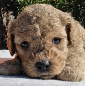 Cavapoo Welpe kaufen