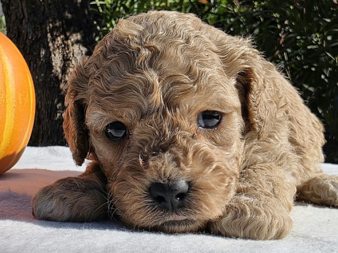 Cavapoo Welpe kaufen