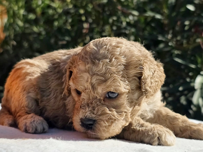 Cavapoo Welpe kaufen