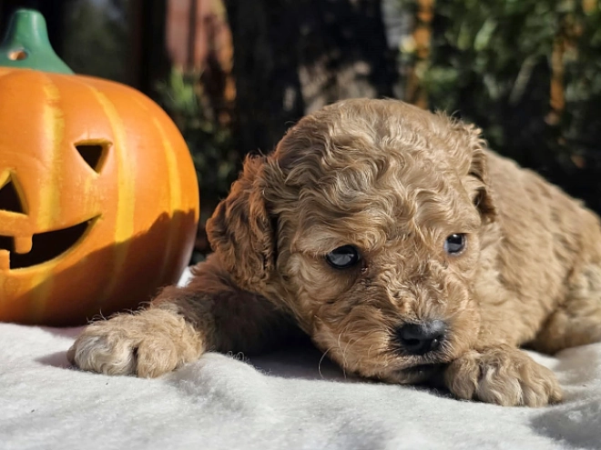 Cavapoo Welpe kaufen