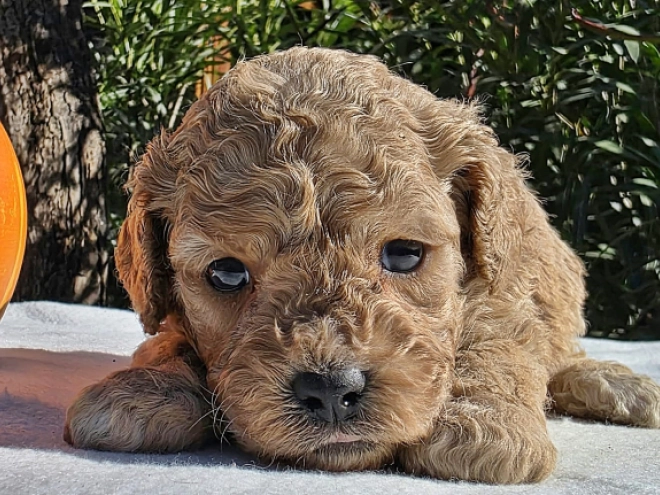 Cavapoo Welpe kaufen