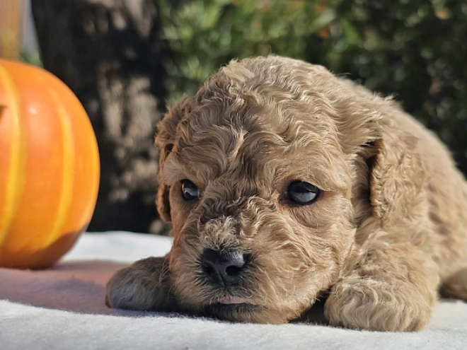 Cavapoo Welpe kaufen