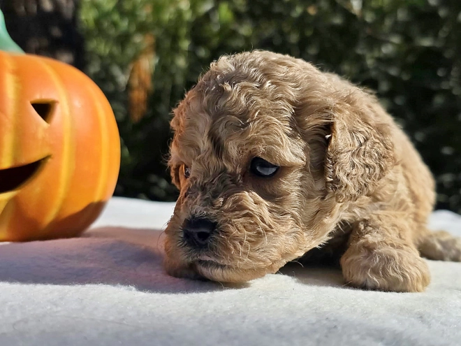 Cavapoo Welpe kaufen