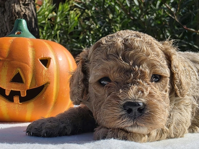 Cavapoo Welpe kaufen