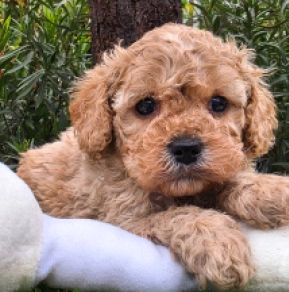 Cavapoo puppy for sale