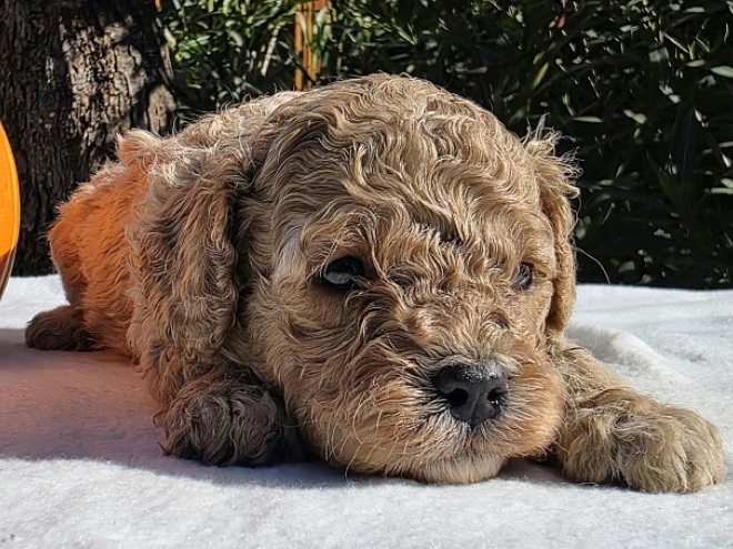 Cavapoo Welpe kaufen