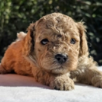Curly Cloe – F1b, golden Cavapoo Welpen kaufen