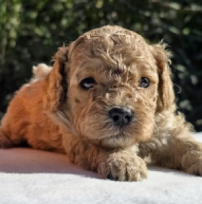 Cavapoo Welpe kaufen