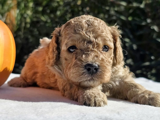Cavapoo Welpe kaufen
