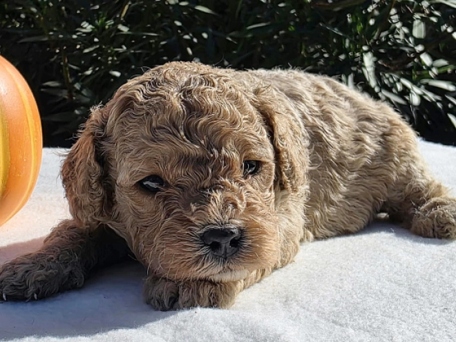 Cavapoo Welpe kaufen