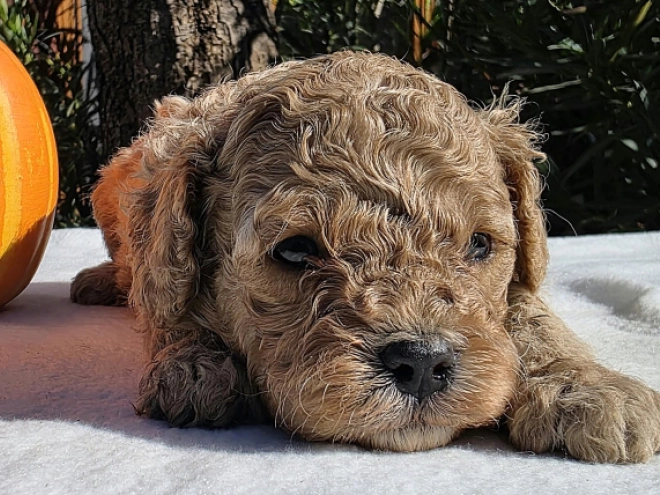 Cavapoo Welpe kaufen