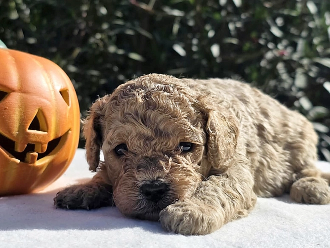 Cavapoo Welpe kaufen