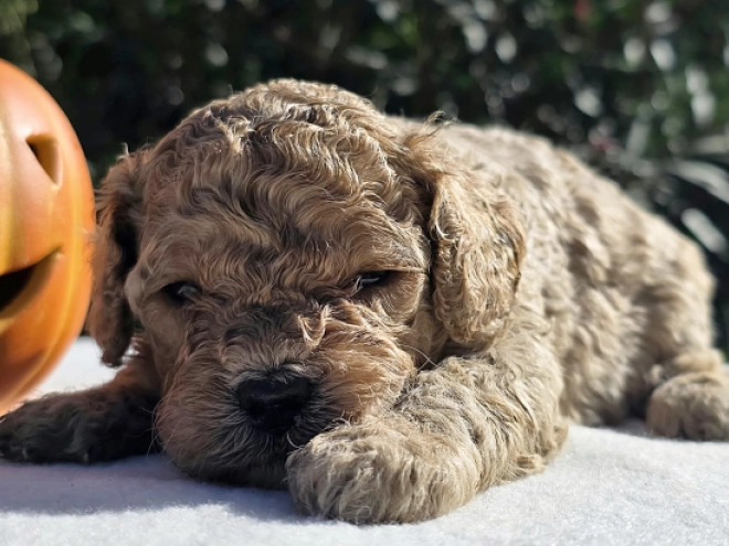 Cavapoo Welpe kaufen