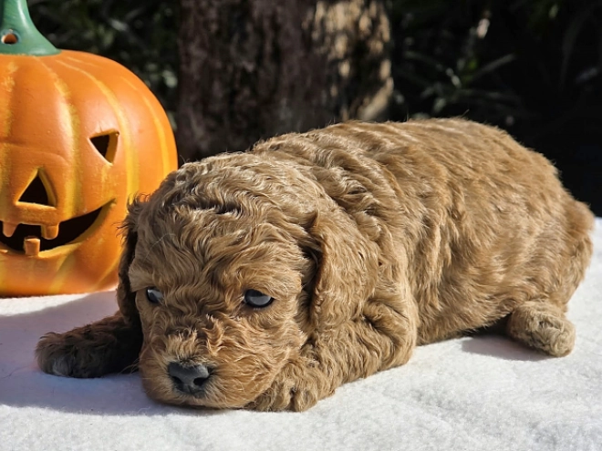 Cavapoo Welpe kaufen
