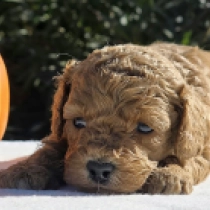 Curly Carmen – F1b, golden Cavapoo Welpen kaufen