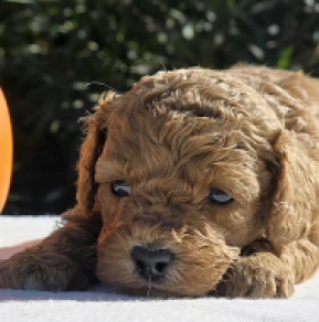 Cavapoo Welpe kaufen
