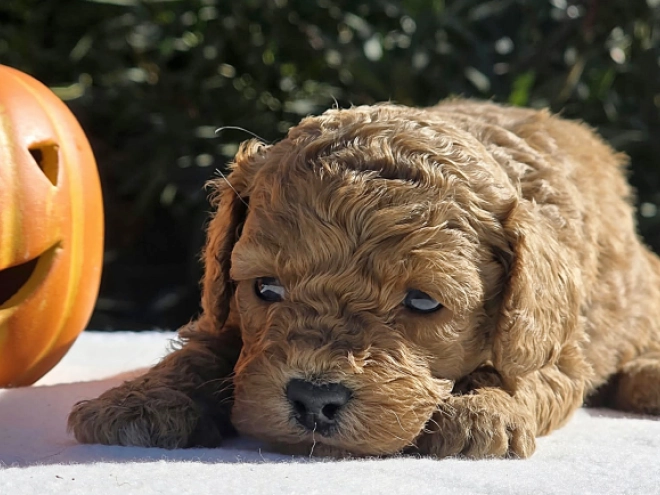Cavapoo Welpe kaufen