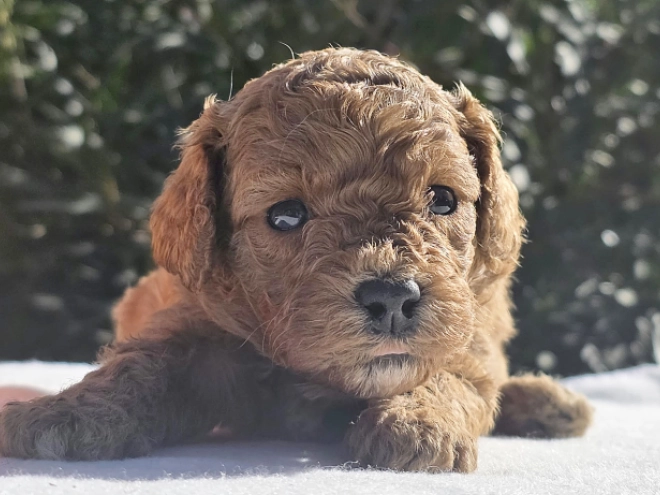 Cavapoo Welpe kaufen