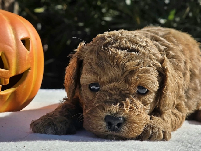 Cavapoo Welpe kaufen