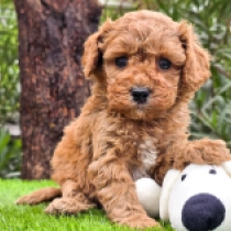 Curly Carmen – F1b, golden Cavapoo for sale