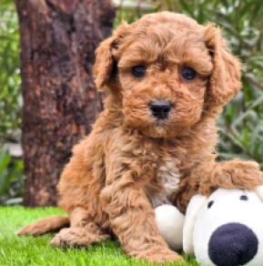 Cavapoo puppy for sale